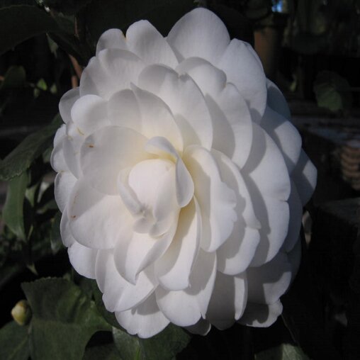 Camellia Wit